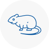 Rat Control Bewdley