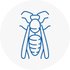 Bewdley Wasp Nest Removal